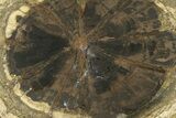 Petrified Wood (Hermanophyton) Round - Colorado #299279-1